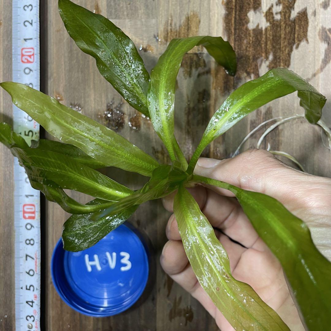ホレマニー ヴェルデ③ エキノドルス ホレマニー ヴェルデ産 - 熱帯魚・水草 ナチュラ