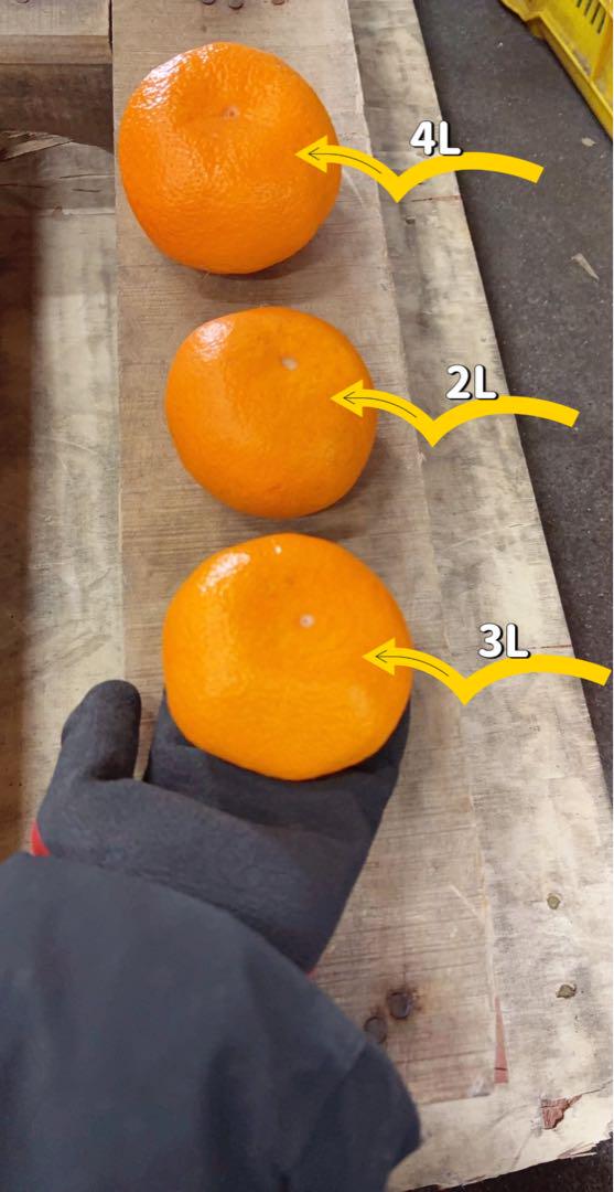 果物　新鮮 みかん 訳あり20kg