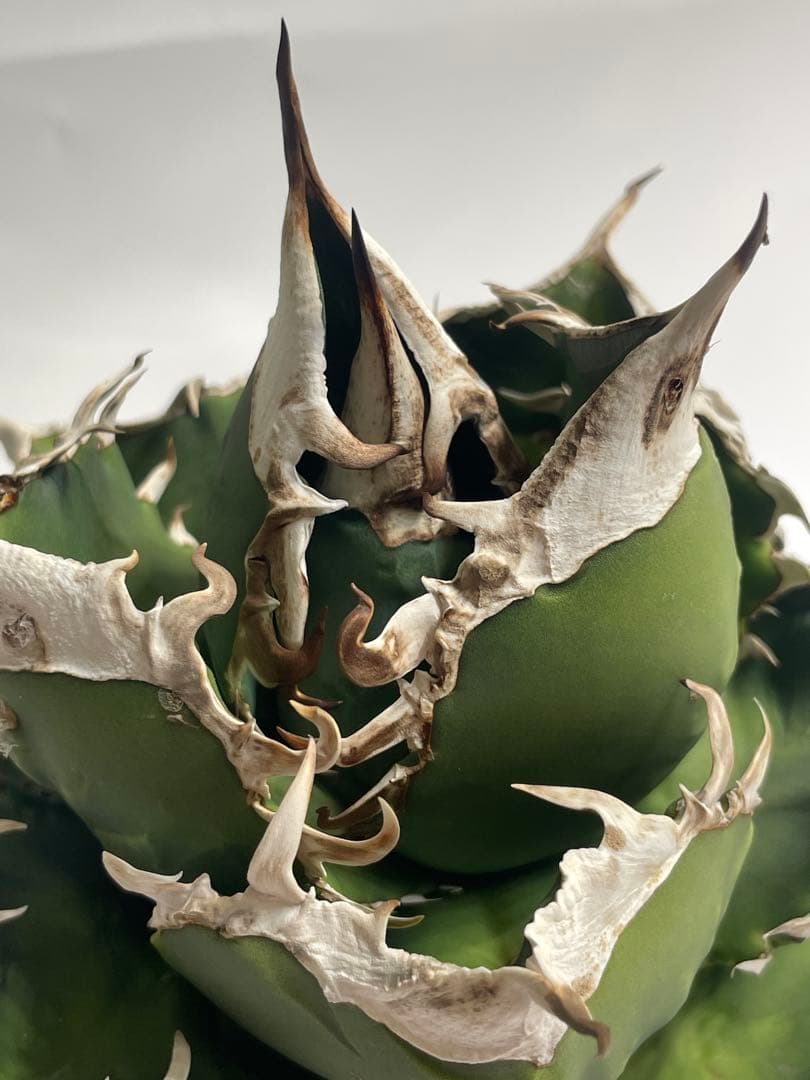 アガベ チタノタ SAD 南アフリカダイアモンド 中株 現品やや傷や汚れあり