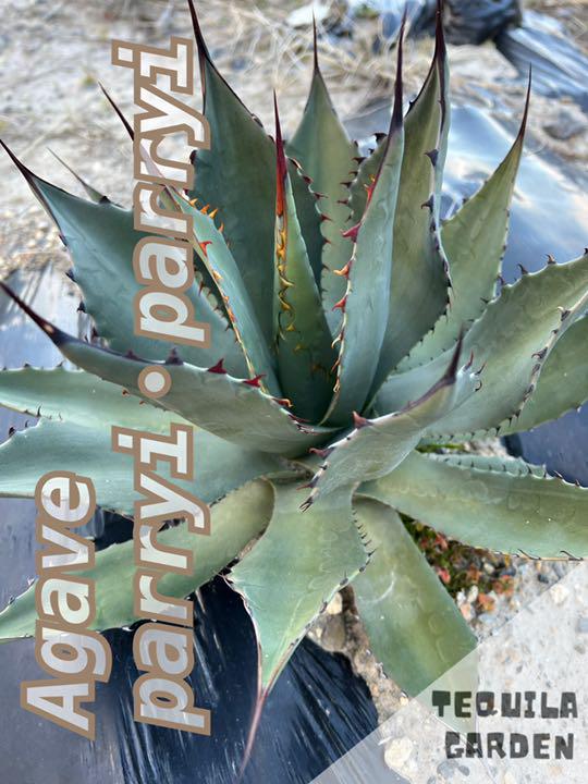 お買い得!】 植物/観葉植物 インテリア小物-ncra-cms.muet.edu.pk お買い得!】 植物/観葉植物 インテリア小物-ncra-cms.muet.edu.pk