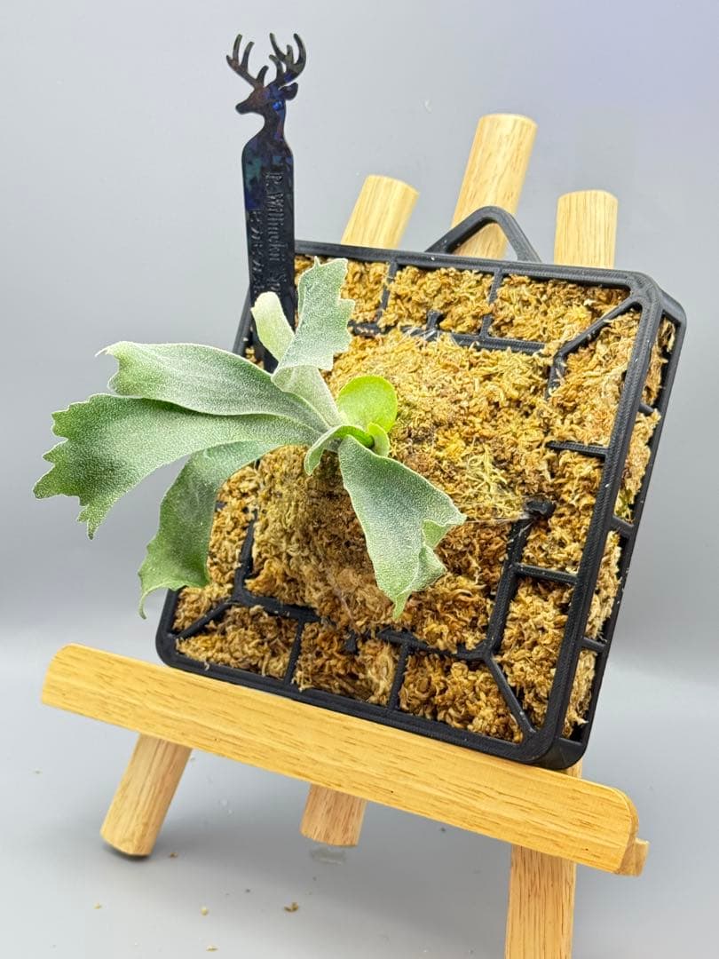 「子株付き」ビカクシダP. Willinckii Spur pupバスケット付け