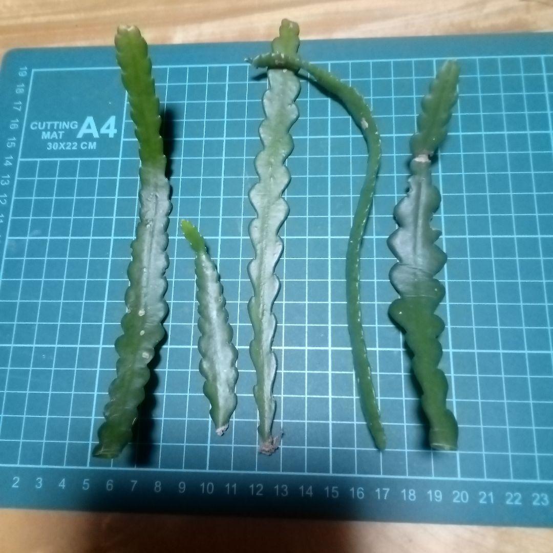 にじのねもと　様　　確認用