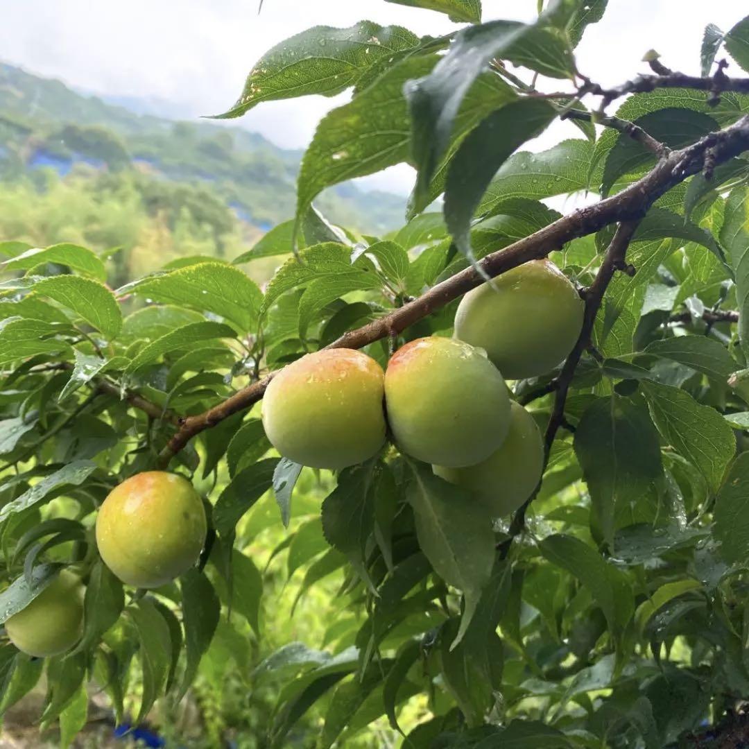 大きめ♪青梅 和歌山県産 紀州 南高梅♪2L〜3L 10キロ(箱込)梅酒ジュース 紀州産南高梅【2Lサイズ】 約10kg ＜梅酒用・梅ジュース用