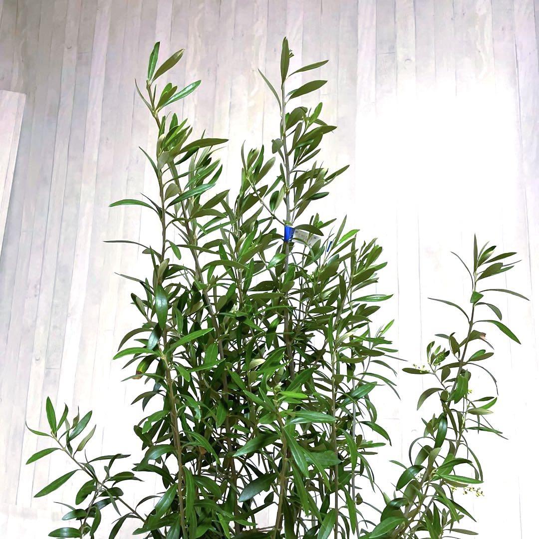 オリーブの木，た植物/観葉植物 シプレッシーノ『綺麗な樹形