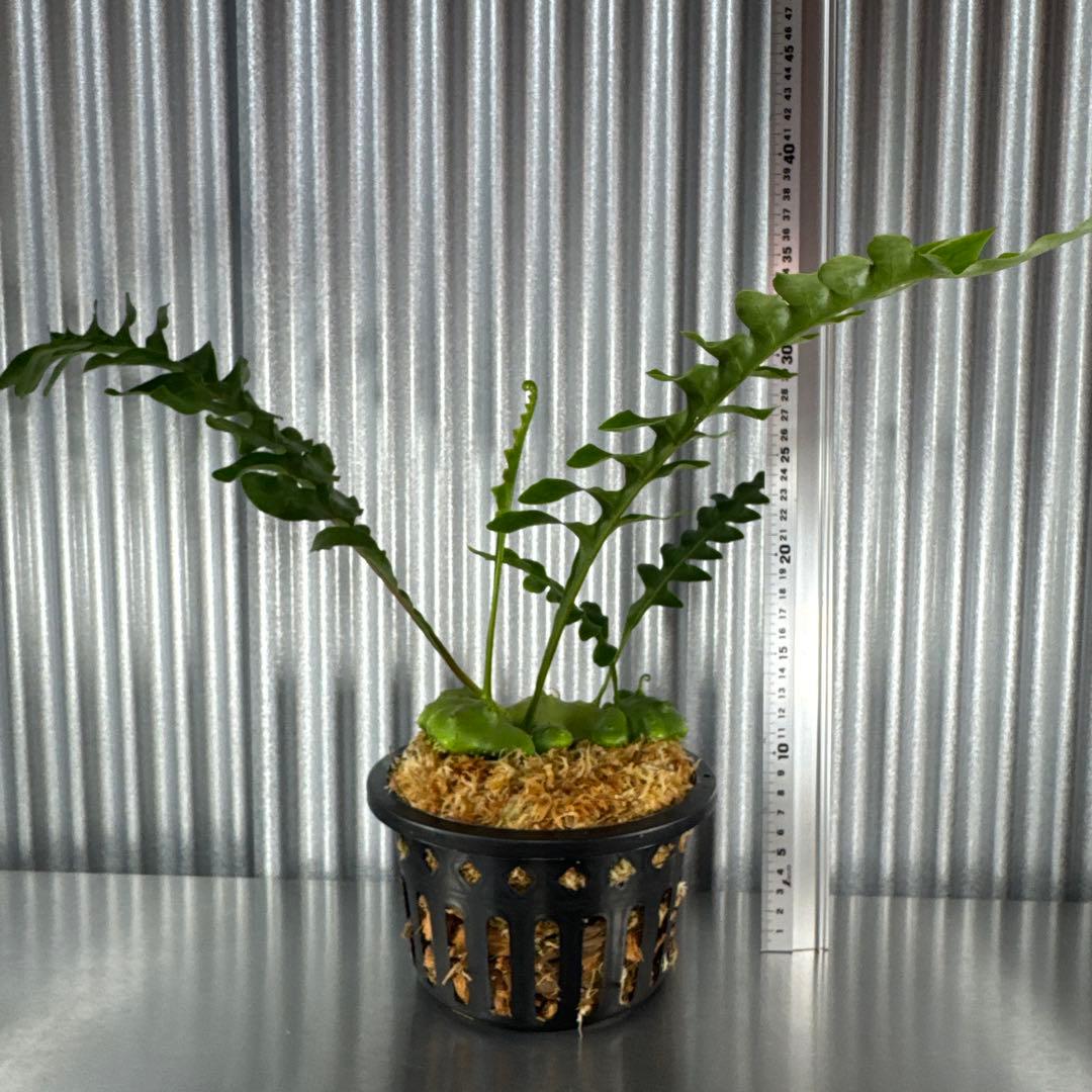 KP9傷や汚れあり