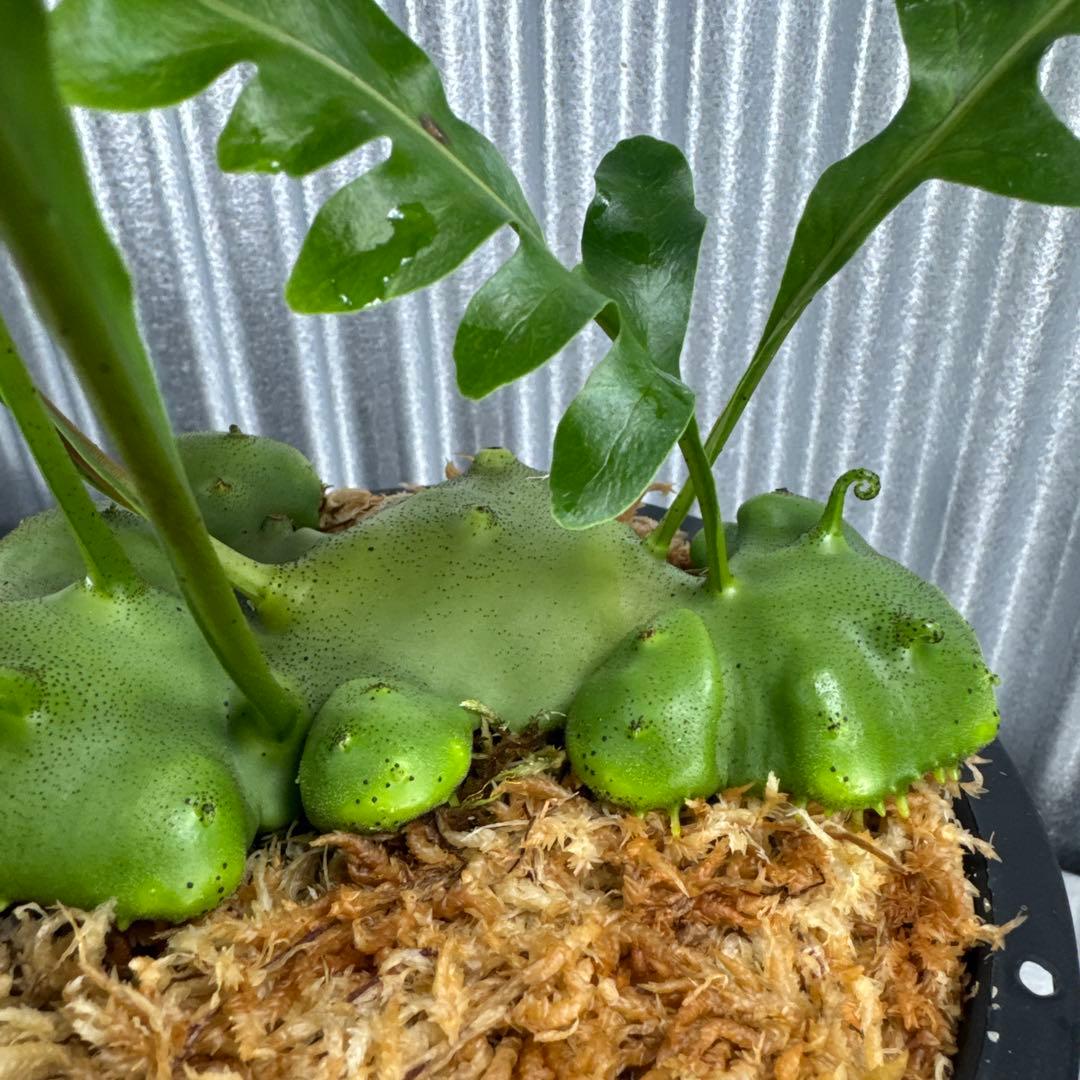 Lecanopteris KP9傷や汚れあり