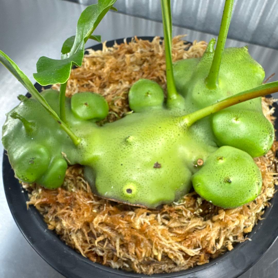 KP9傷や汚れあり