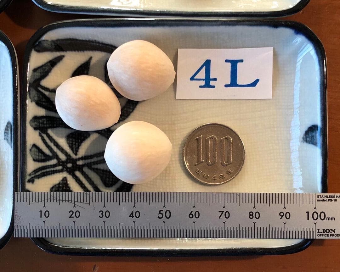 2025年新物 久寿 銀杏ぎんなん 祖父江産 4L 10kg