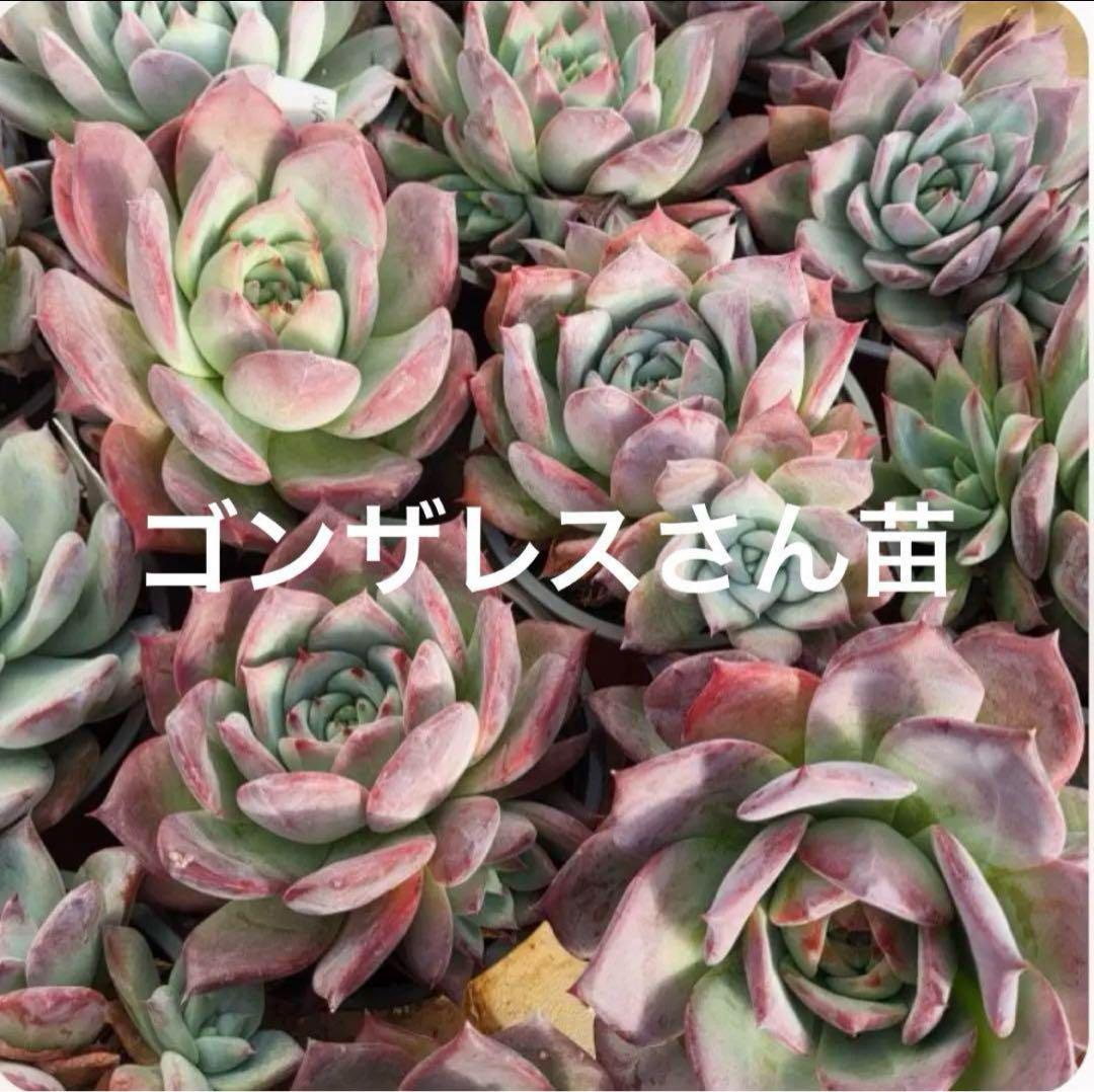多肉植物　Colorata Nahuala コロラータ ナウアラ 種子 50粒