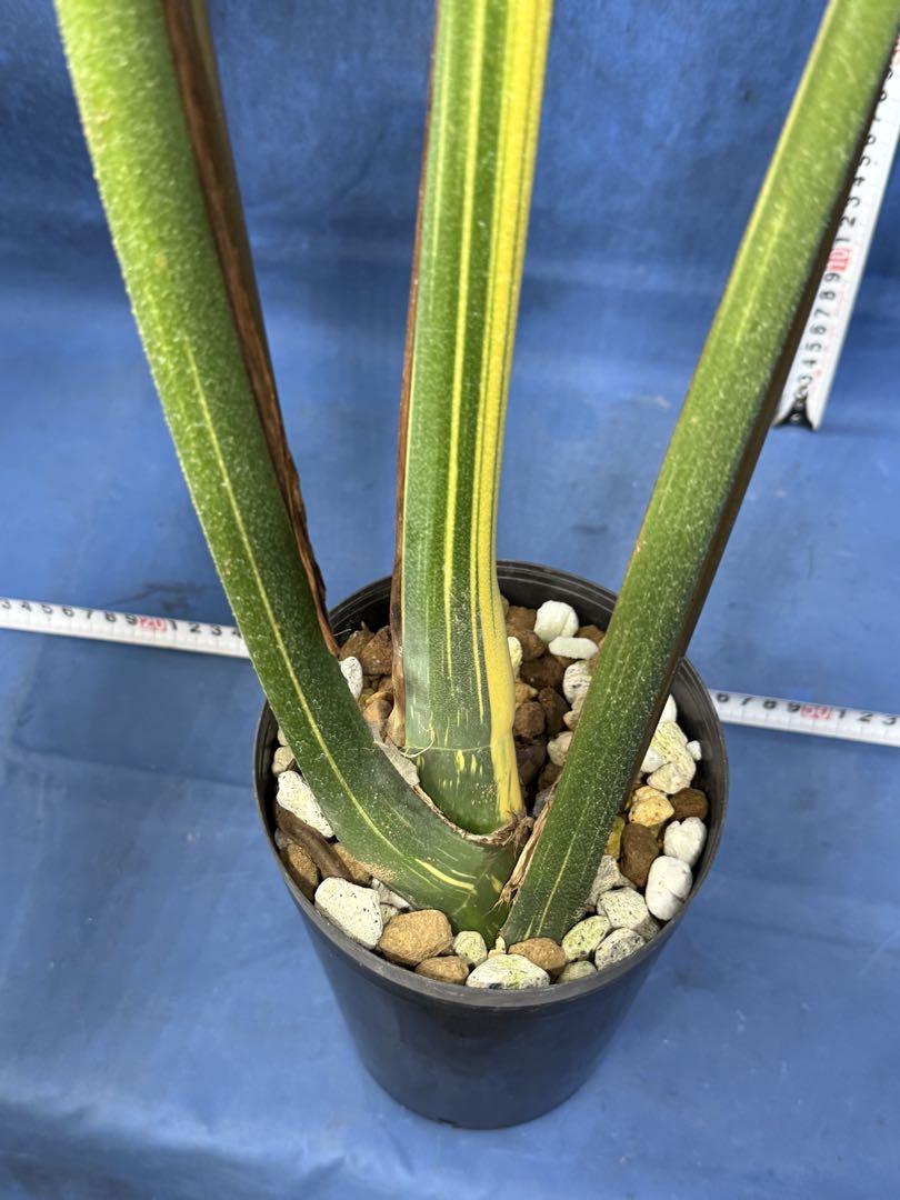 412 黄斑入り　モンステラ　デリシオーサ　イエローモンスター　Monstera