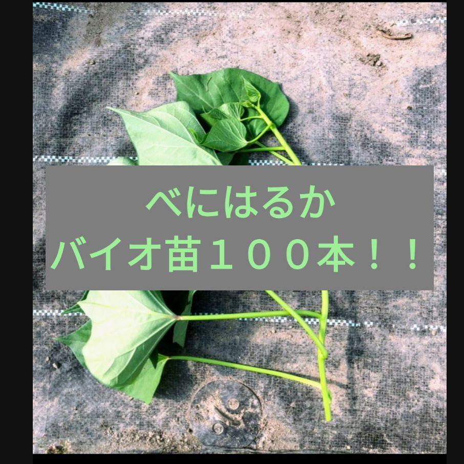 べにはるかバイオ苗１００本！！