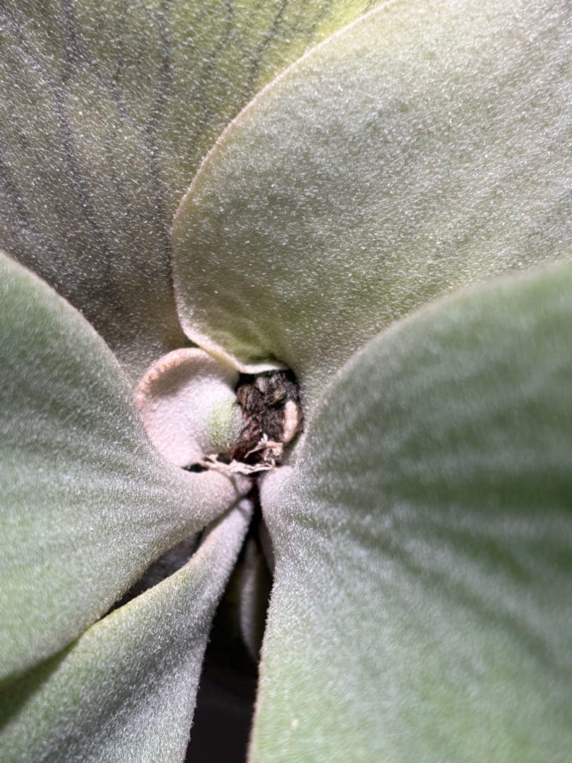 P.willinckii ‘Anapat