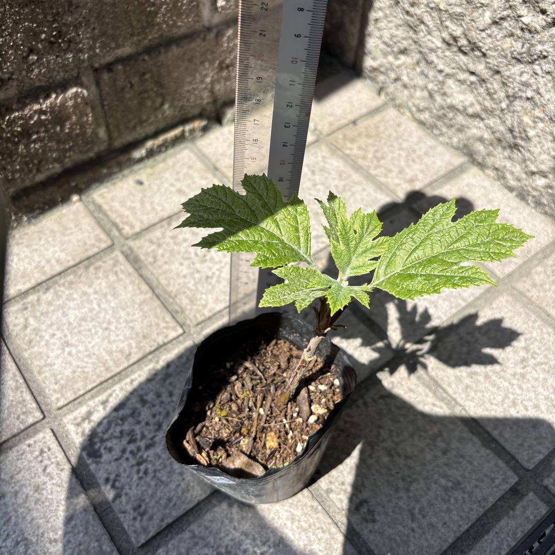 カシワバアジサイ八重
