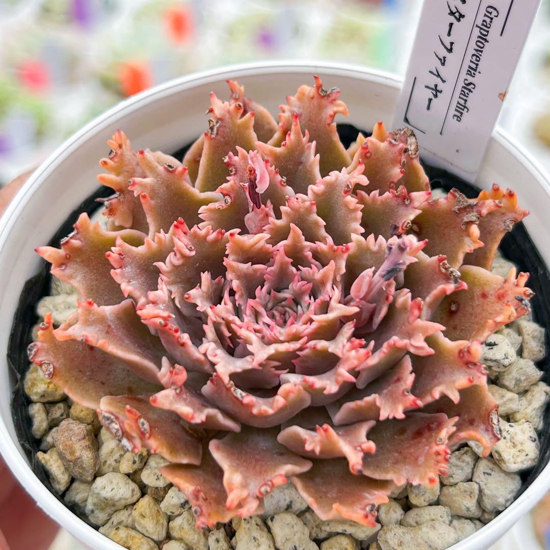 現品限り 大人気 多肉植物 スターファイヤー 超美苗 レア種 ゆうゆう発送 現品限り 大人気 多肉植物 スターファイヤー 超美苗 レア種