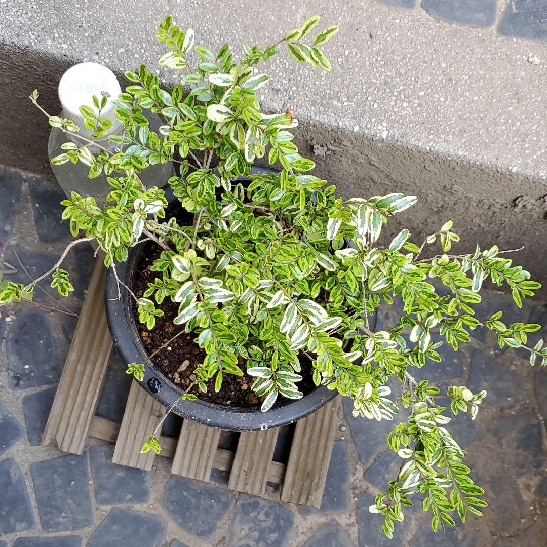 メルカリ 大株 ロニセラ レモンビューティー 現品 5号鉢植え 抜き苗 庭木 観葉植物 植物 観葉植物 1 380 中古や未使用のフリマ メルカリ 大株 ロニセラ レモンビューティー 現品 5号鉢植え 抜き苗 庭木 観葉植物 植物 観葉植物 1 380 中古や未使用のフリマ