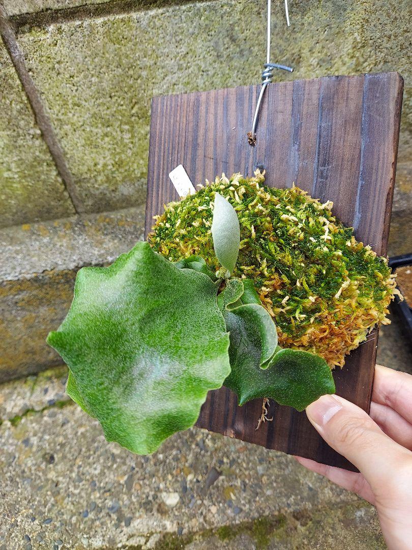 ビカクシダ　胞子培養セット