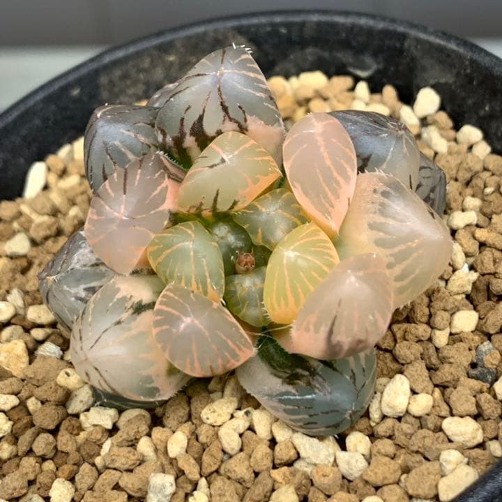 最先端 多肉植物 ハオルチア 大窓ブラックオブツーサ錦 植物 観葉植物 インテリア 住まい 小物 9 000 Www Montevideocollege Edu Uy