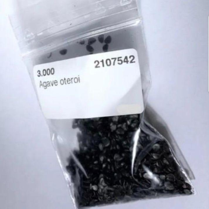 超美品 種子 エニグマ オテロイ 100粒 M.K様専用 | FO-76 チタノタ ...