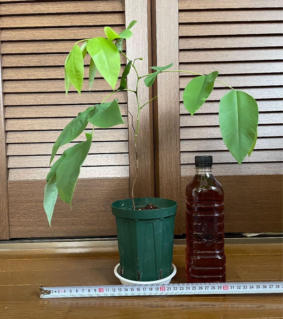 植物 観葉植物 レアホワイトレインボーシャワーツリー 実生 苗 植物 観葉植物 レアホワイトレインボーシャワーツリー 実生 苗