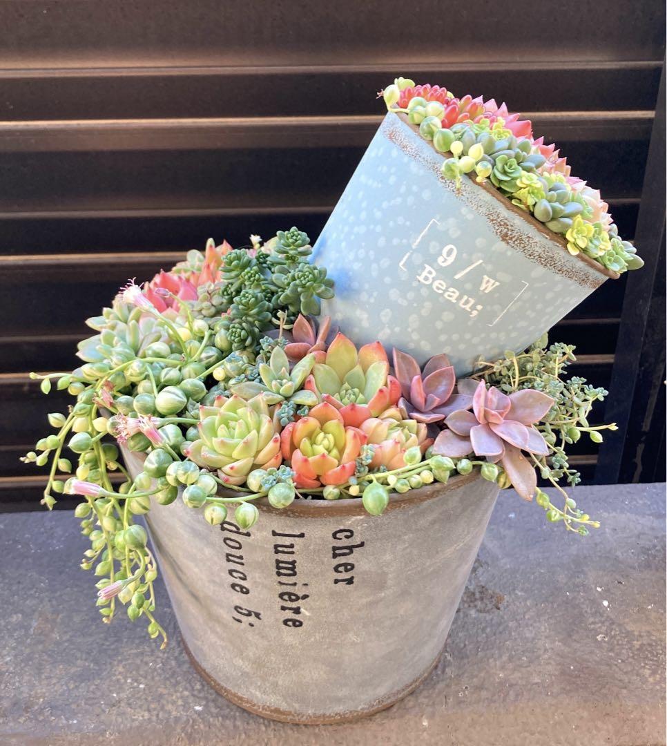 多肉植物　寄せ植え　2段