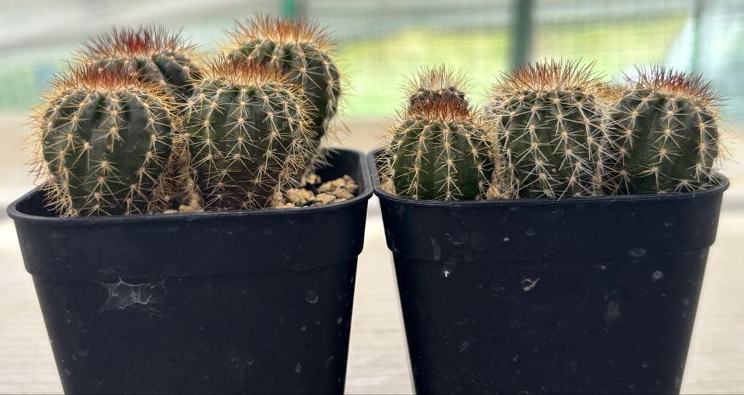 ペクチニフェラ実生 2鉢目立った傷や汚れなし