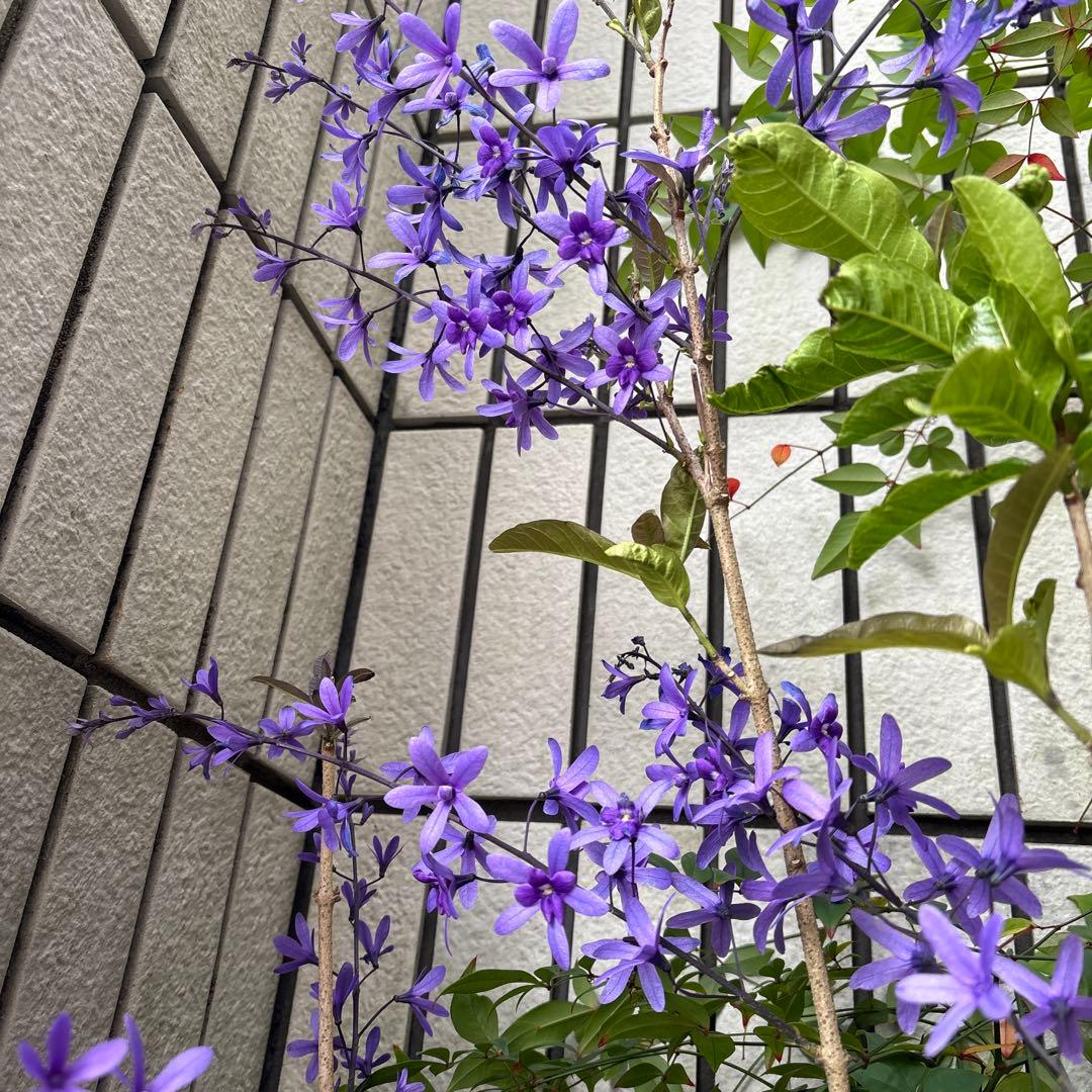 パープルやや傷や汚れあり