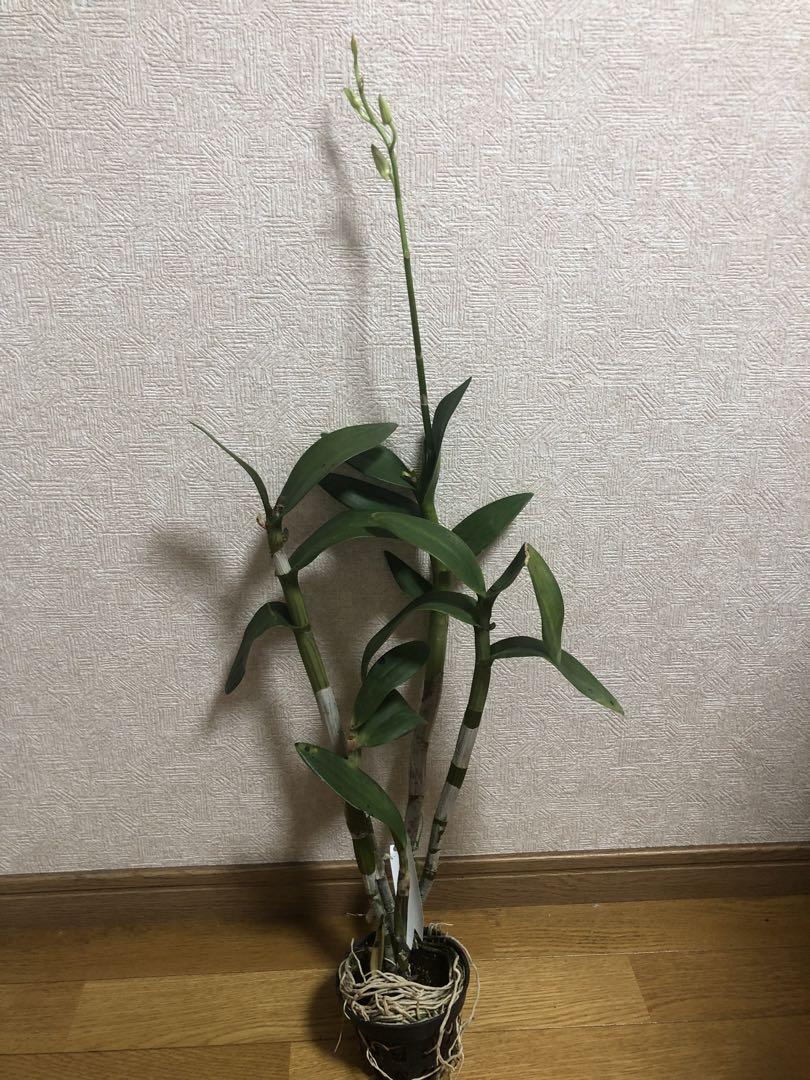ソニア 苗
