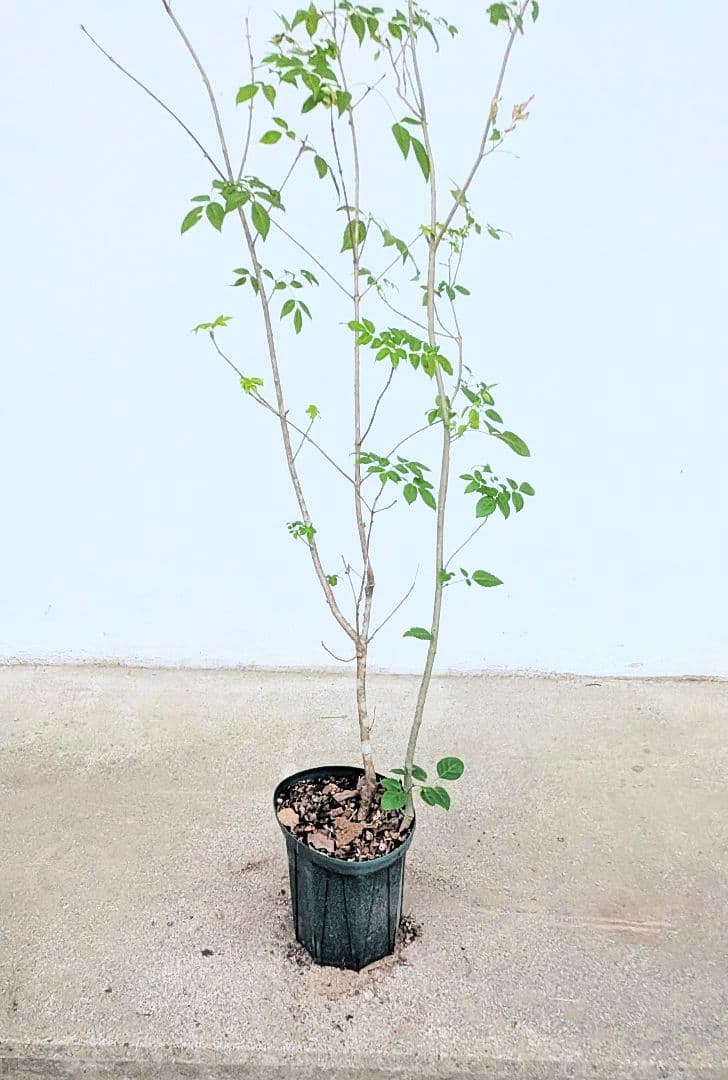 山採り鉢替え 天然アオダモ新品、♥