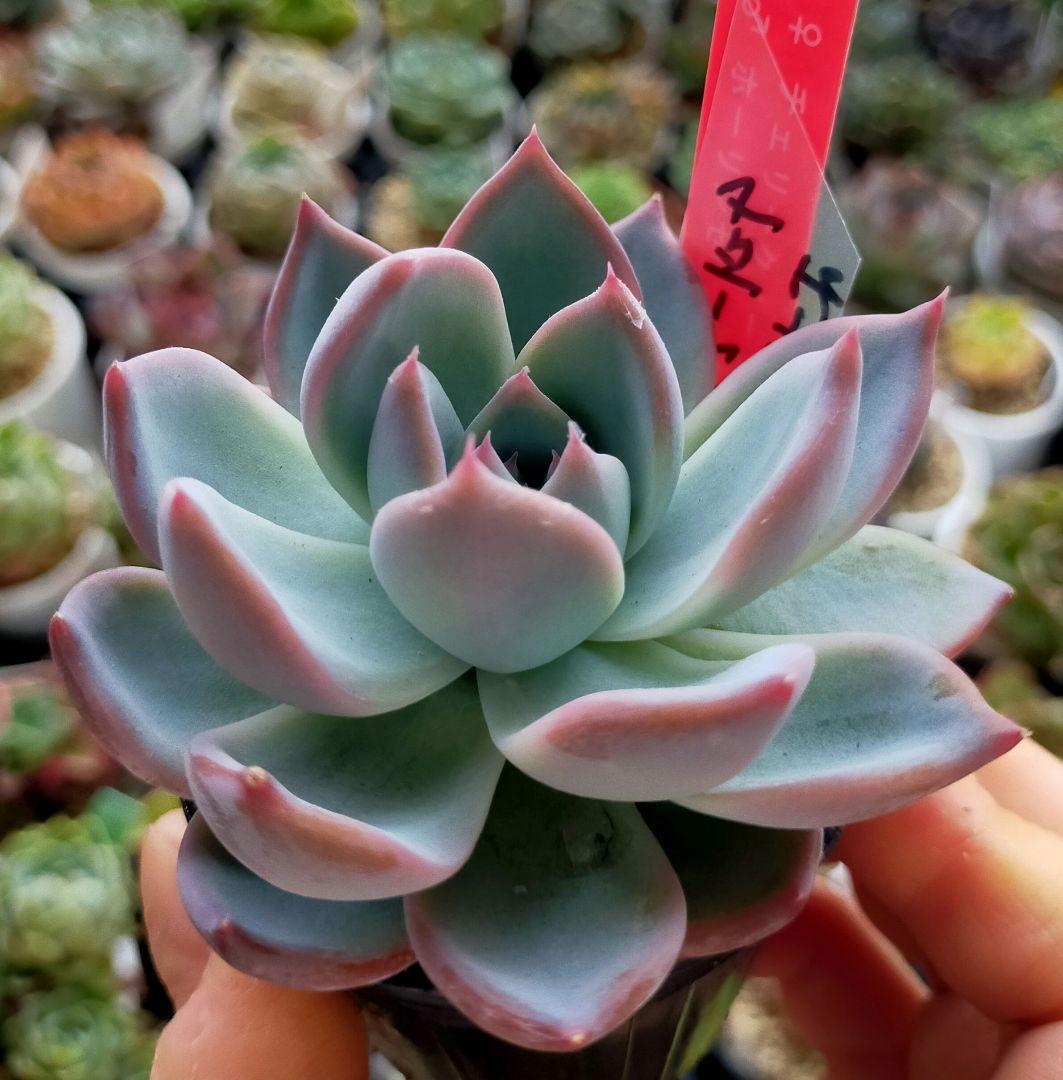【メルカリ便】 ホーリンゼ　多肉植物　エケベリア 2025年最新】ホーリンゼ多肉の人気アイテム - メルカリ