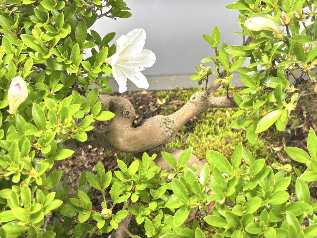 皐月盆栽【明美の月】綺麗花