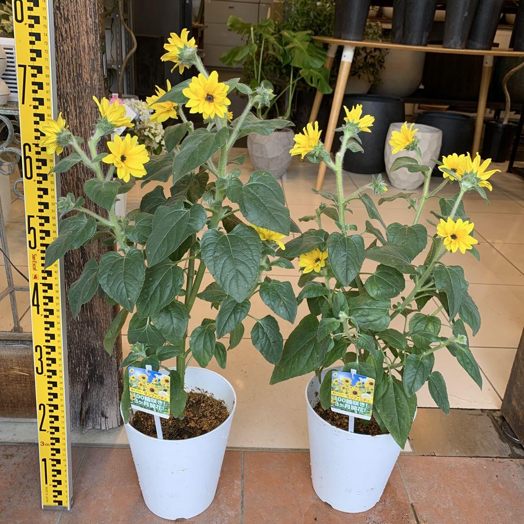 ヒマワリ サンフィニティ　2個セット　花苗