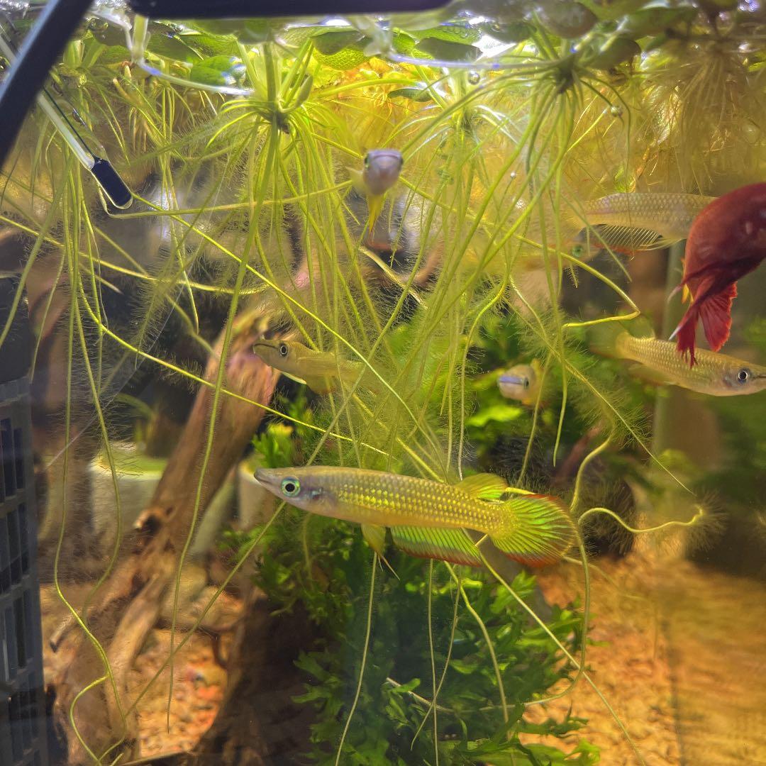 トロピカ 1 2 Grow 浮草 組織培養水草 ビオトープ メダカ ドワーフアマゾンフロッグピット トロピカ 1 2 Grow 浮草 組織培養水草 ビオトープ メダカ ドワーフアマゾンフロッグピット