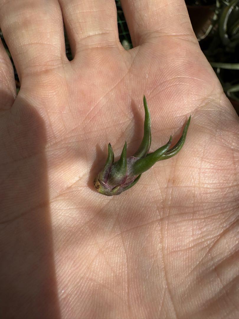 tillandsia bulbosa tiny dancer 速達発送