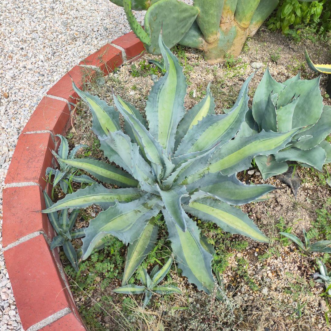 アガベ　アメリカーナ系 3種セット mdprevattcaulkingandwaterproofing.com