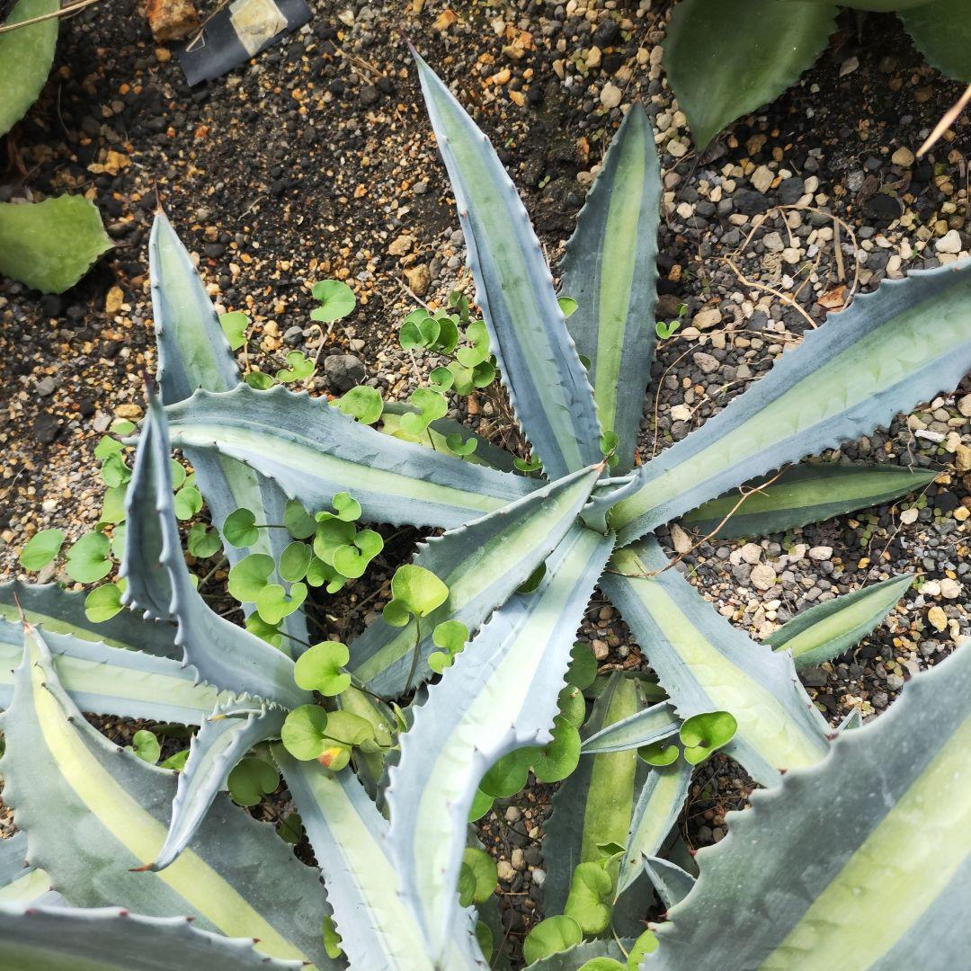 アガベ　アメリカーナ系 3種セット mdprevattcaulkingandwaterproofing.com