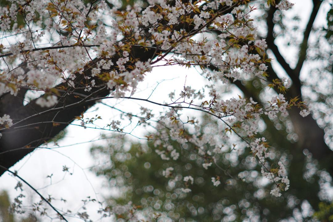 レンズ(単焦点) pentax smc takumar 105mm f2.8