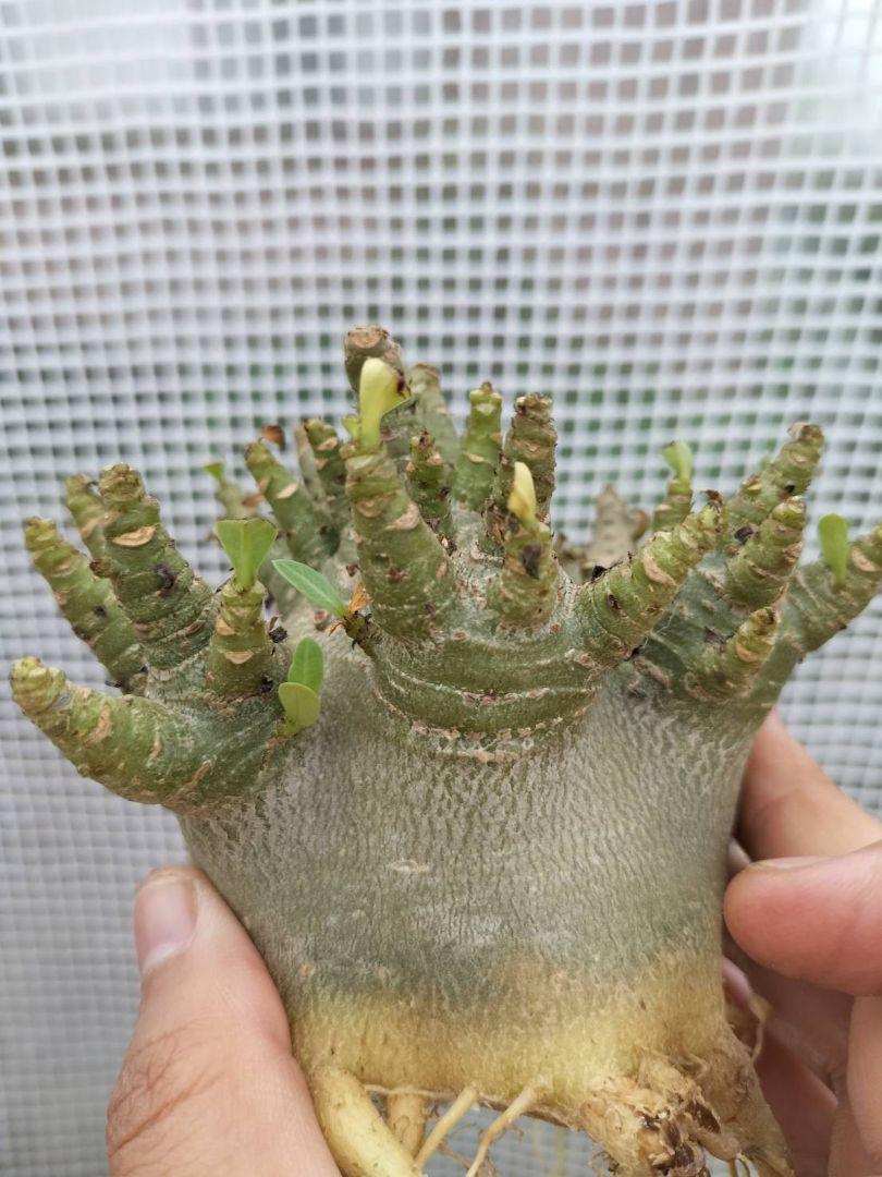 o61 G-NMKT アデニウム ドワーフ タコ足 塊根植物 アラビカム o61 G-NMKT アデニウム ドワーフ タコ足 塊根植物 アラビカム