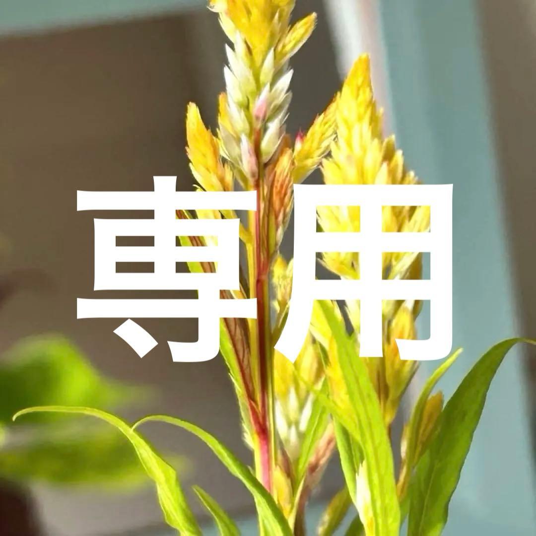 【秋咲き】セロシア（ケイトウ）コリー　キメラ　3.5号ポット苗《9/14》