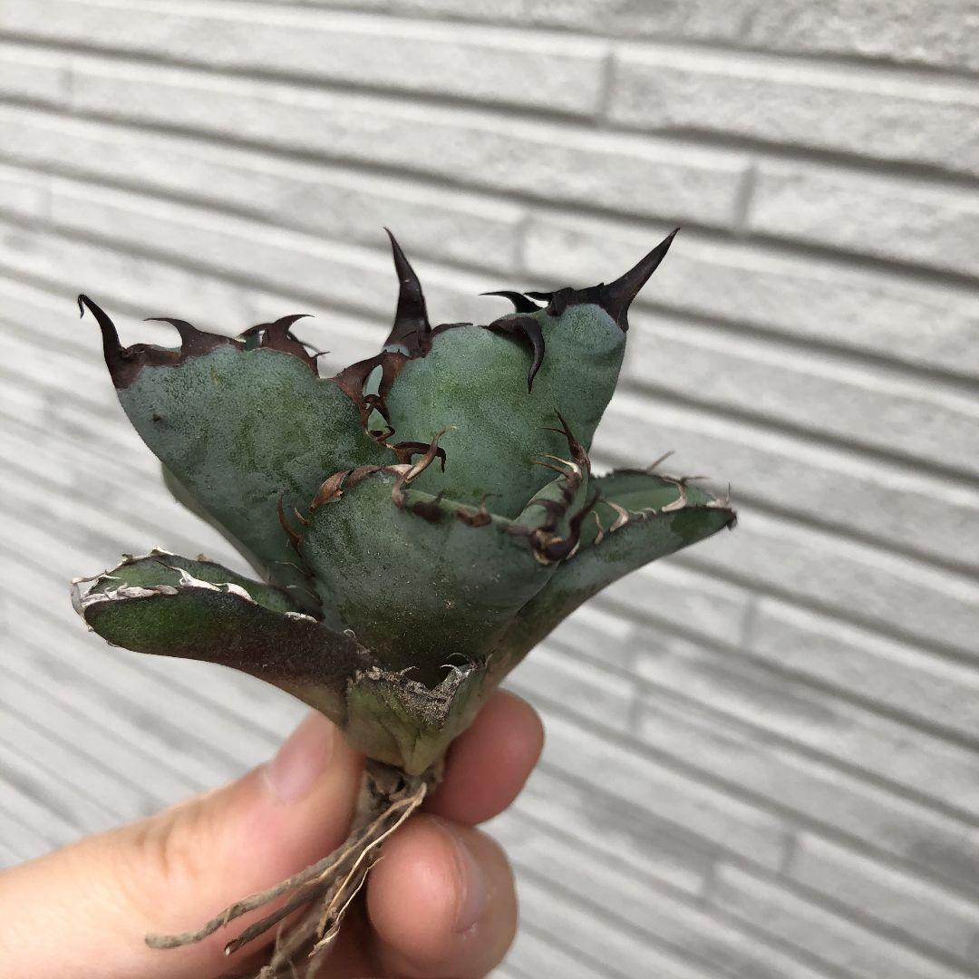 送料無料・名入れ彫刻 ブラックアンドブルー 球状極上株+125 - 通販