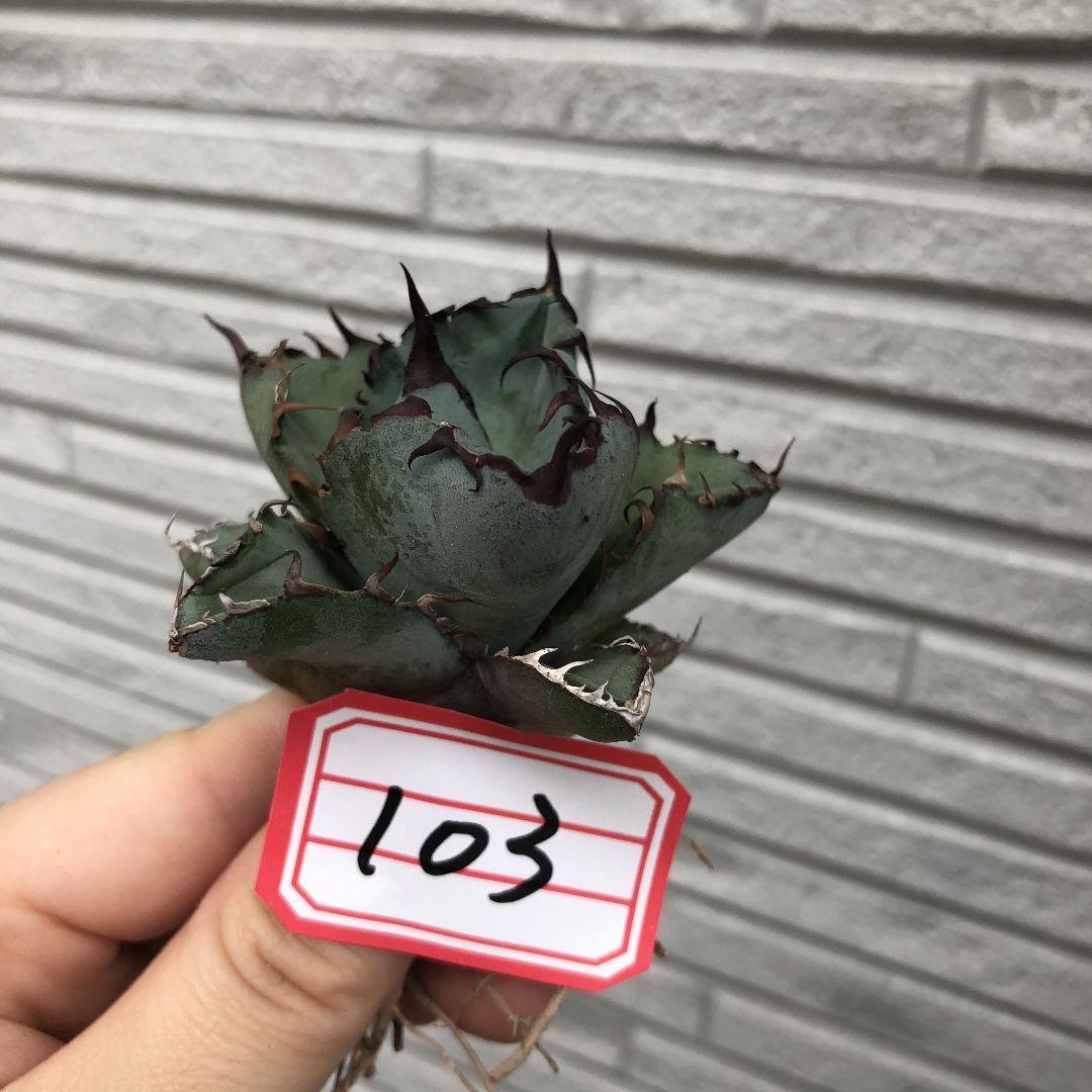 送料無料・名入れ彫刻 ブラックアンドブルー 球状極上株+125 - 通販