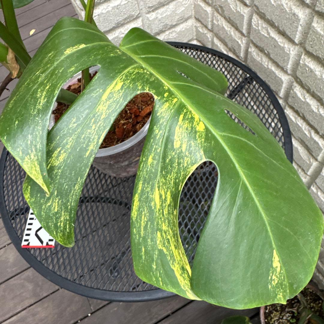 ＊特大株＊モンステラ＊オー ＊＊斑入り＊Monstera＊Aurea＊目立った傷や汚れなし YUZUMIYA_COM