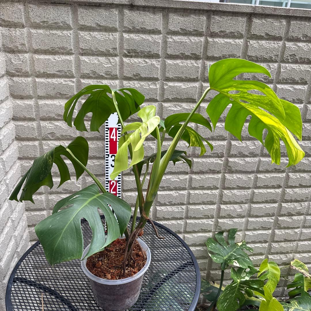 ＊特大株＊モンステラ＊オー