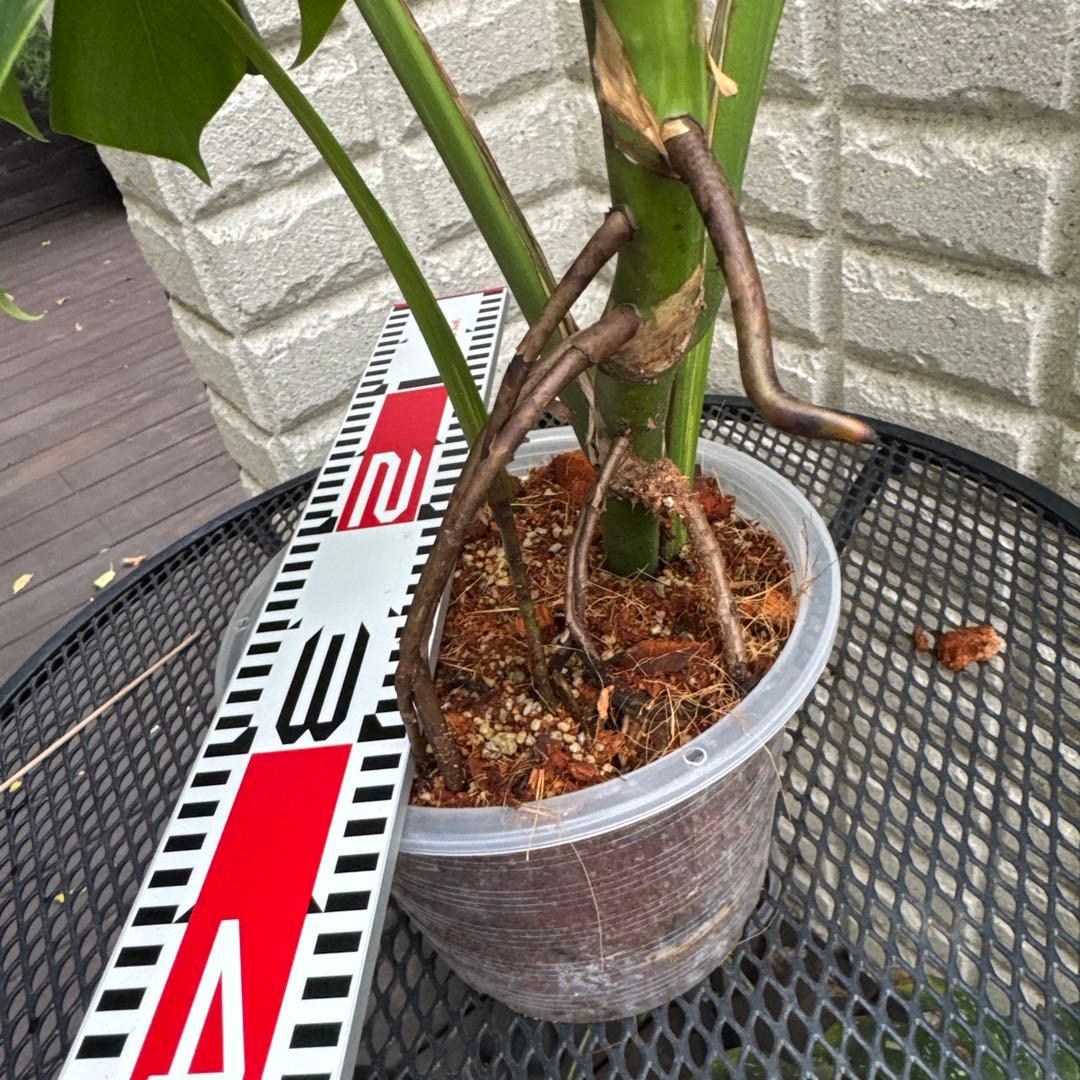 ＊特大株＊モンステラ＊オー