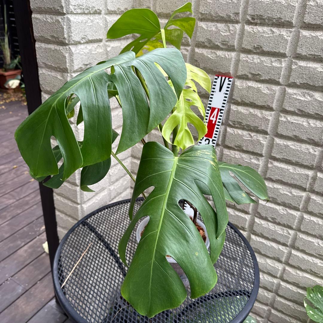 ＊特大株＊モンステラ＊オー