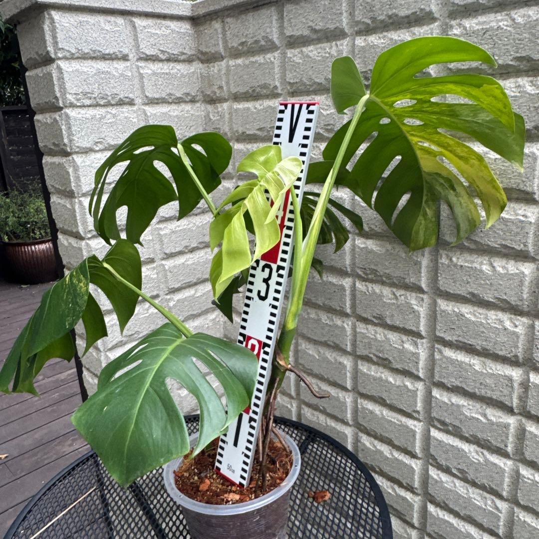 ＊特大株＊モンステラ＊オー ＊＊斑入り＊Monstera＊Aurea＊目立った傷や汚れなし