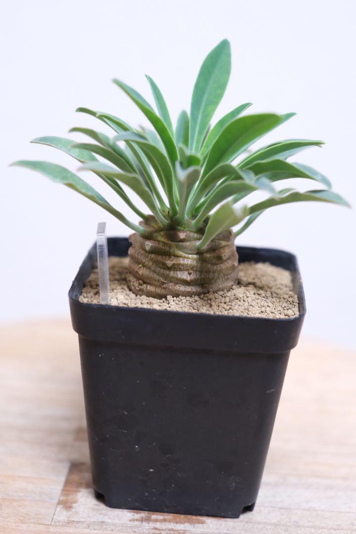 オベサ鉄甲(オベサ鉄甲♀ × 鉄甲丸♂) - 観葉植物