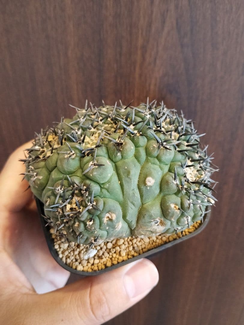 ギムノカリキウム 黒棘