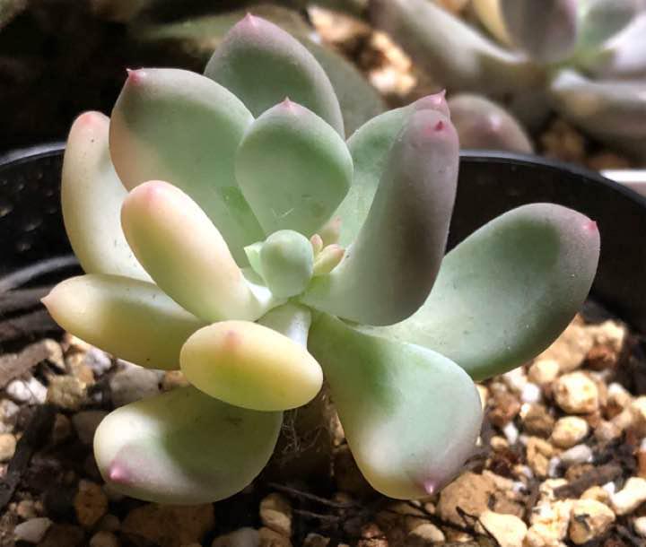 多肉植物  ままぱんだページ