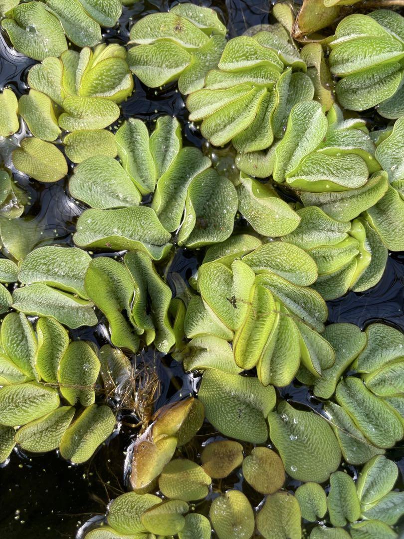 浮遊性水草(オオサンショウモ)150株 OSM001