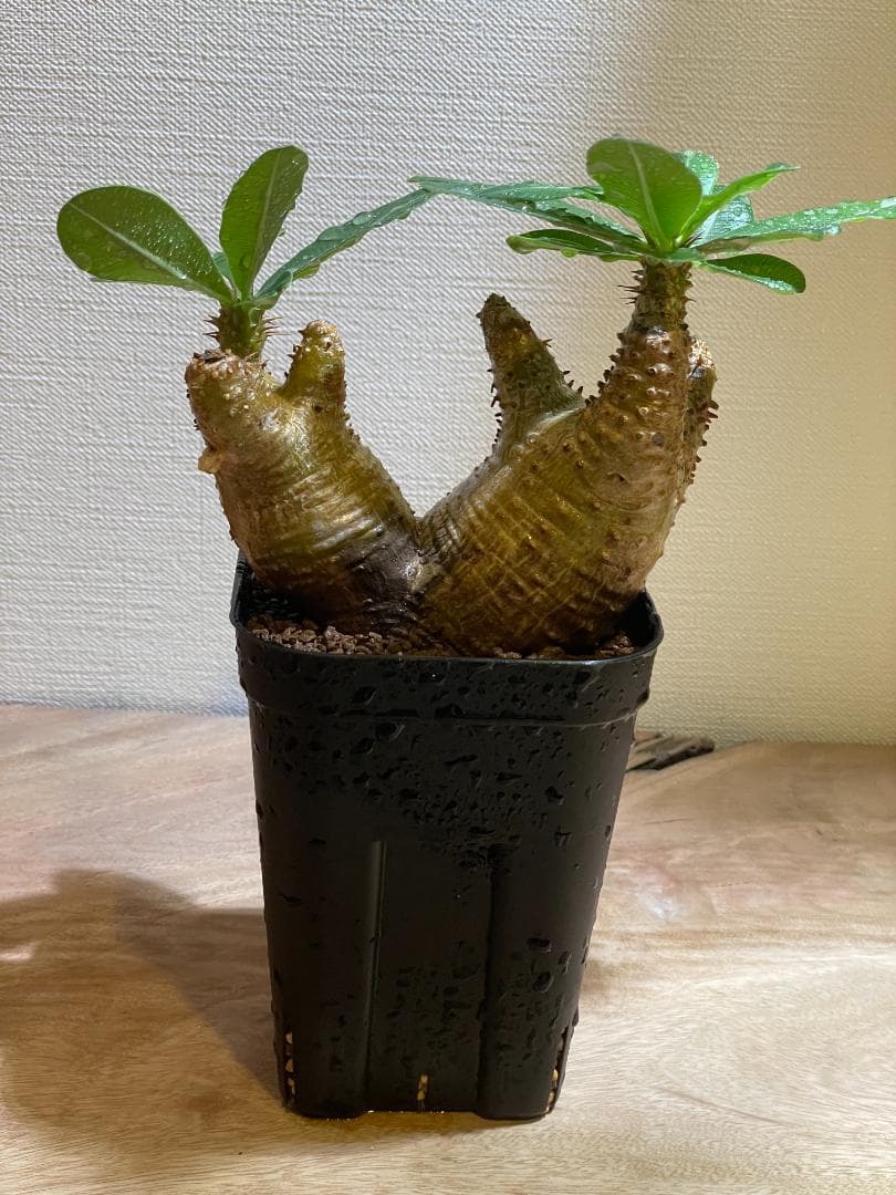 マカイエンセ 多頭やや傷や汚れあり